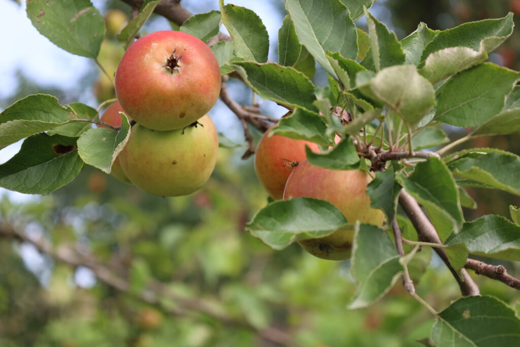 Reife Äpfel ohne Einsatz jeglicher Insektizide